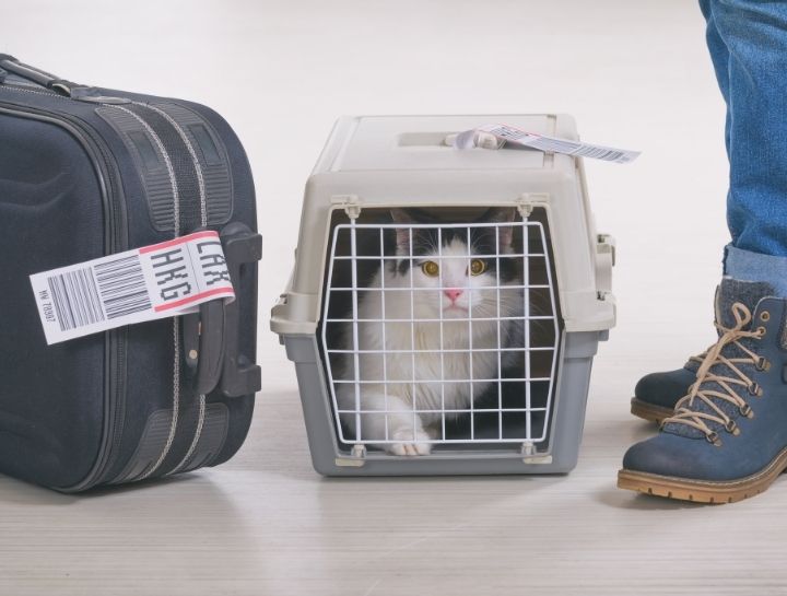 Pet Health CertificatesĀ